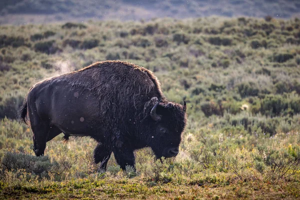 Ein Bison Morgenlicht Yellowstone Nationalpark — Stockfoto