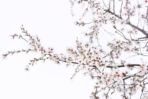 Almond trees in bloom. Trees and branches full of flowers