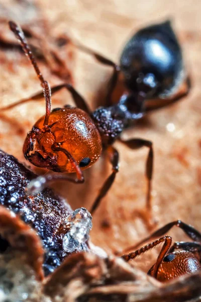 Kokteyl Karınca Süper Makro Ayrıntıları — Stok fotoğraf