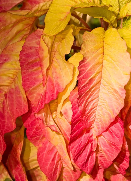 Деталь Растения Желтыми Красными Листьями Необходимо Знать Научное Название — стоковое фото