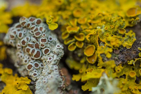 Makro Detalj Lavar Växer Träd Bark — Stockfoto