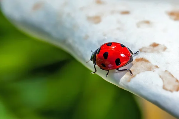 Une Petite Coccinelle Coccinelle Promène Sur Pétale Fleur Blanche — Photo