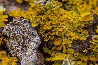 Ağaç kabuğunda büyüyen Lichens 'in Macro Detayları