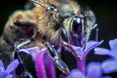Maltese bal arısı (Apis mellifera ruttneri), Batı bal arısının bir alt türüdür. Doğduğu yer Malta 'dan geliyor. Burada anten eklemlerini 5 kez canlandırabiliyoruz..