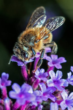 Maltese bal arısı, Apis mellifera ruttneri, Batı bal arısının bir alt türüdür..