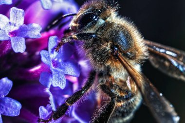 Maltese bal arısı (Apis mellifera ruttneri), Batı bal arısının bir alt türüdür. Kökeni Malta 'dır..