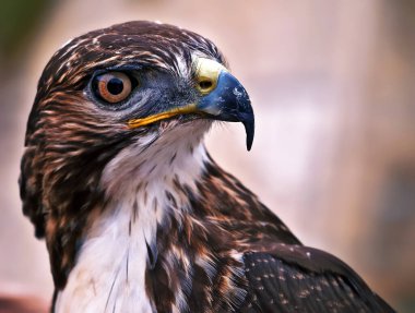 güzel raptor veya yırtıcı kuş portresi