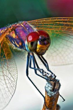 Trithemis Annulata veya Violet Dropwing yusufçuğu vuruşu makroda