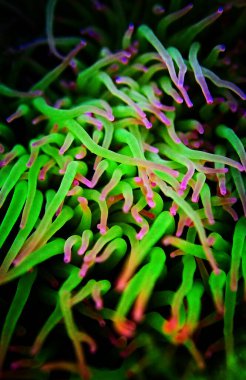 Amonyak Viridis, veya Akdeniz Yılanı Anemone