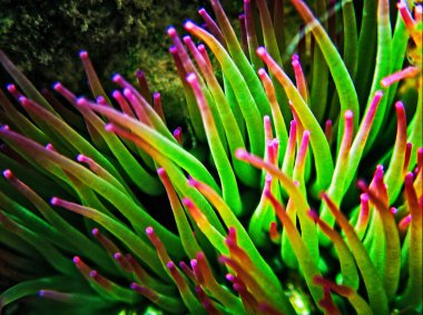 Amonyak Viridis, veya Akdeniz Yılanı Anemone