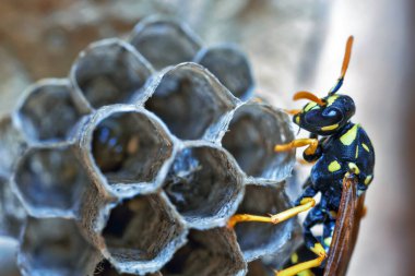 Genç bir Kağıt Arı Kraliçesi yeni bir koloni kurmak için yuva yapar..