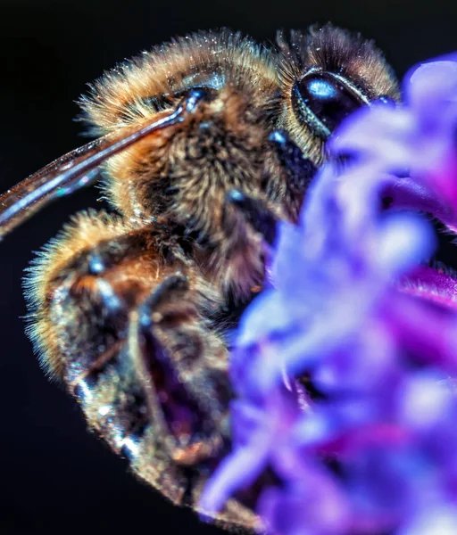 Maltská Včela Apis Mellifera Ruttneri Poddruhem Západní Včely Pochází Malty — Stock fotografie