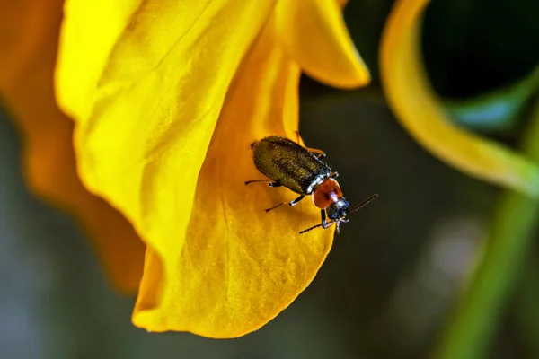 Цветочный Жук Oulema Melanopus Lema Melanopa Относится Семейству Chrysomelidae Является — стоковое фото