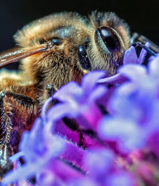 Maltese Honey Bee Apis Mellifera Ruttneri Sub Species Western Honey — Stock Photo, Image