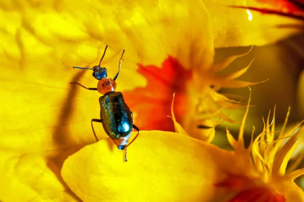 Tahıl Yaprağı Böceği Oulema Melanopus Veya Lema Melanopa Chrysomelidae Familyasına — Stok fotoğraf