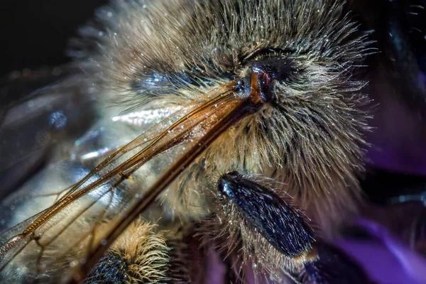 Μυς Της Πτέρυγας Στην Μέλισσα Της Μάλτας Άπης Μελισσούλα Ρουτνέρι — Φωτογραφία Αρχείου