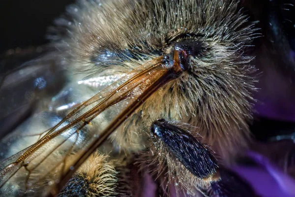 Szárny Izom Máltai Mézelő Méh Apis Mellifera Ruttneri Látható Nagyításban — Stock Fotó