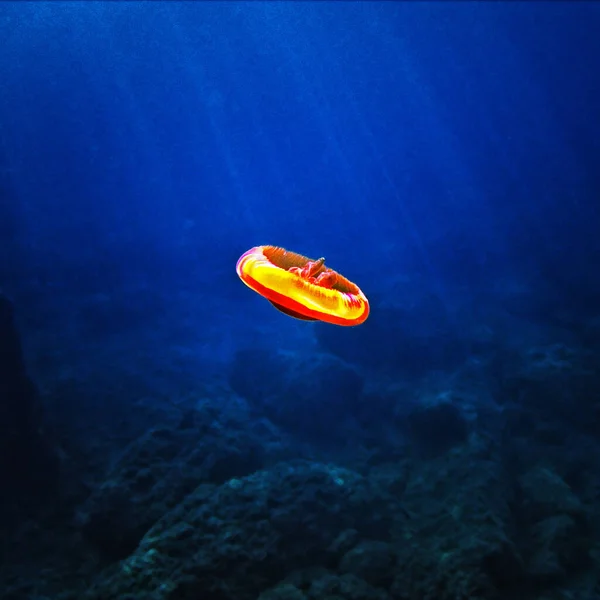 Fried Egg Jellyfish Marine Underwater Environment — Stock Photo, Image