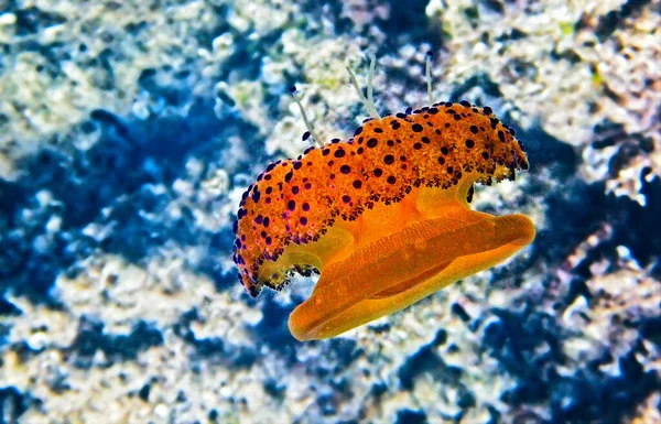 Жареное Яйцо Медузы Морской Подводной Среде — стоковое фото