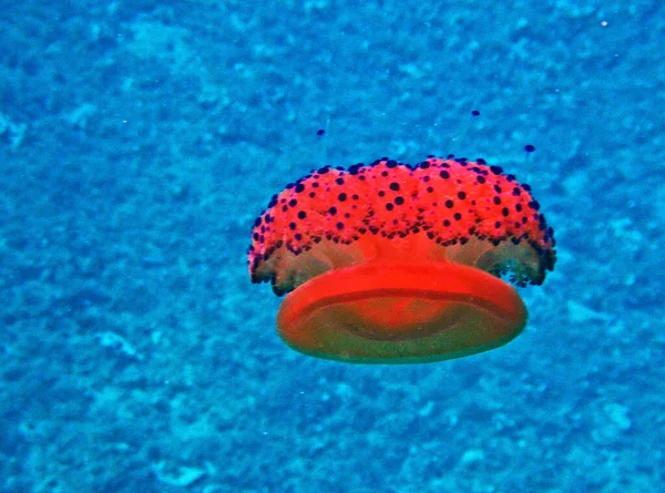 海洋水下环境中的煎蛋水母 — 图库照片