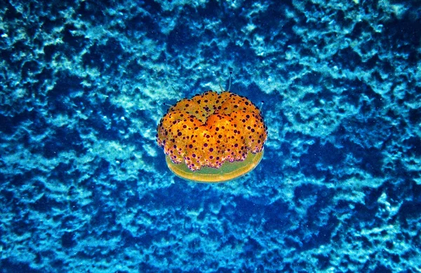 Gefrituurde Eierkwallen Het Mariene Onderwatermilieu — Stockfoto