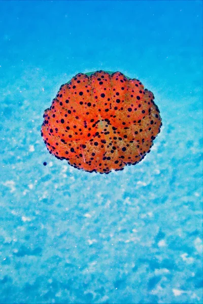 海洋水下环境中的煎蛋水母 — 图库照片