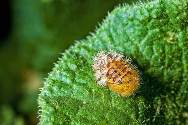 Gąsienica Jedwabnika Moth Zrzuca Skórę Spoczywając Liściu Tryskającej Rośliny Ogórka — Zdjęcie stockowe