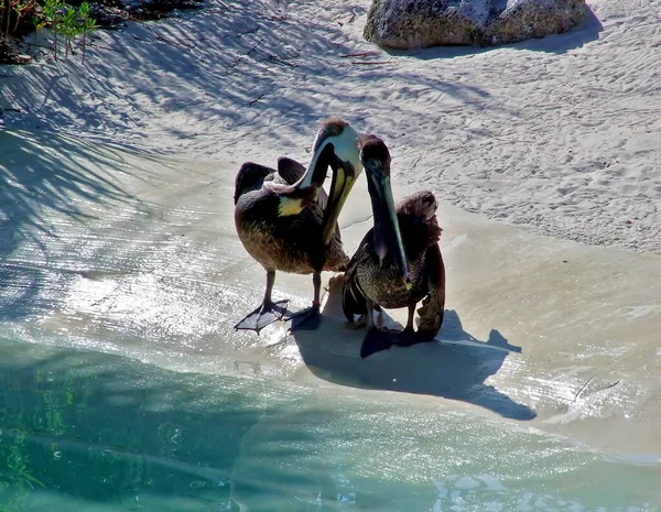 Dois Pelicanos Huddle Contra Outro — Fotografia de Stock