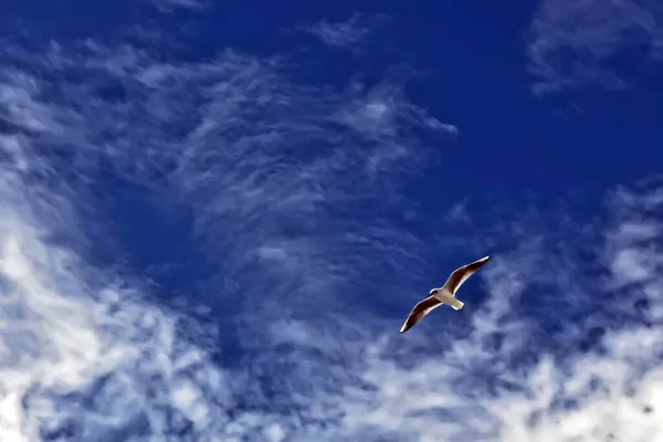 Una Gaviota Mediterránea Sobre Cielo Nublado — Foto de Stock