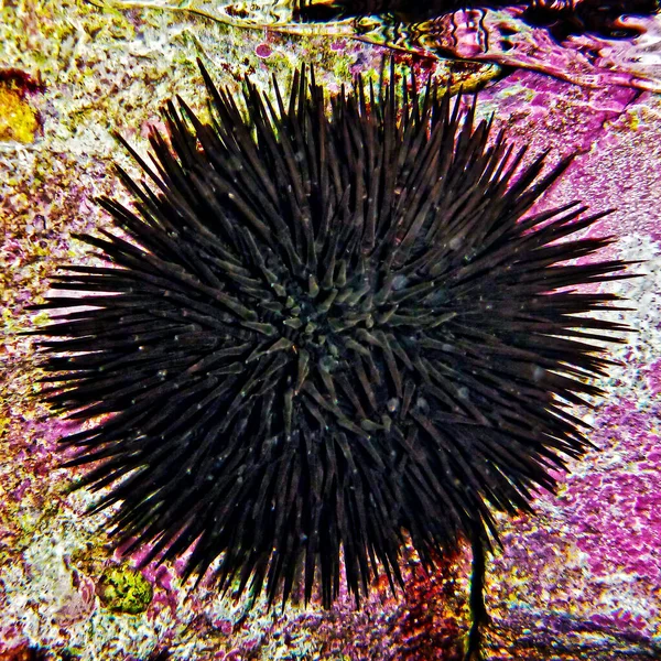 Echinoideia Sea Urchin Στη Μεσόγειο Θάλασσα Στη Μάλτα — Φωτογραφία Αρχείου