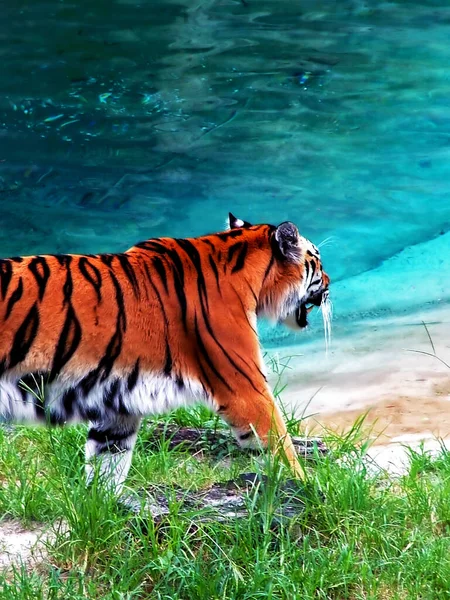 Tiger Prowl Next Water Pool — Stock Photo, Image