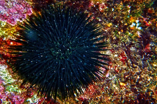 Echinoideia Sea Urchin Στη Μεσόγειο Θάλασσα Στη Μάλτα — Φωτογραφία Αρχείου