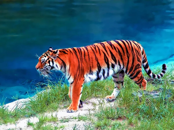 Тигр Прогулке Рядом Водным Бассейном — стоковое фото