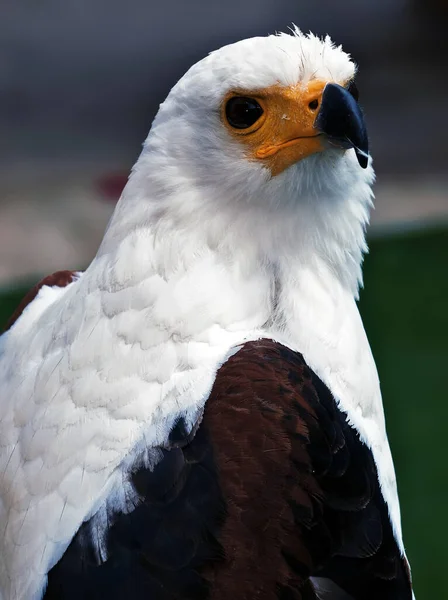 Den Afrikanska Eagle Eller Haliaeetus Vocifer Sett Henne Fångenskap — Stockfoto