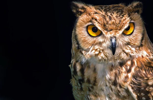 Portrait Beautiful Owl Plain Backdrop — Stock Photo, Image