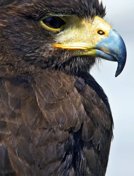 Portret Pięknej Raptor Lub Ptaków Drapieżnych — Zdjęcie stockowe