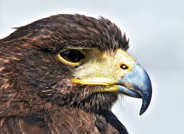Portret Pięknej Raptor Lub Ptaków Drapieżnych — Zdjęcie stockowe