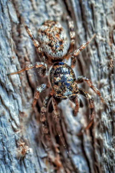 跳跃蜘蛛科 Salticidae 包含超过500个描述的属和大约5000个描述的物种 使其成为蜘蛛科最大的科 约占所有物种的13 跳跃的蜘蛛在无脊椎动物中具有一些最好的视力 — 图库照片