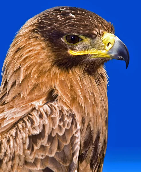 Portret Pięknej Raptor Lub Ptaków Drapieżnych — Zdjęcie stockowe