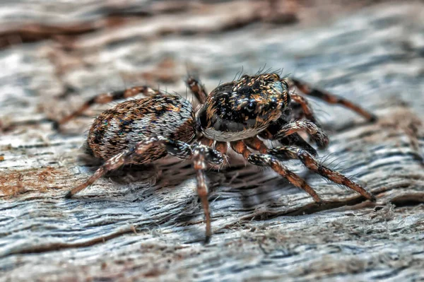 飛び跳ねるクモ科 Salticidae には500種以上の記載された属と約5 000種の記載された種が含まれており 全種の約13 を占めるクモの最大の科である 飛び跳ねるクモは無脊椎動物の中で最高のビジョンを持っています — ストック写真