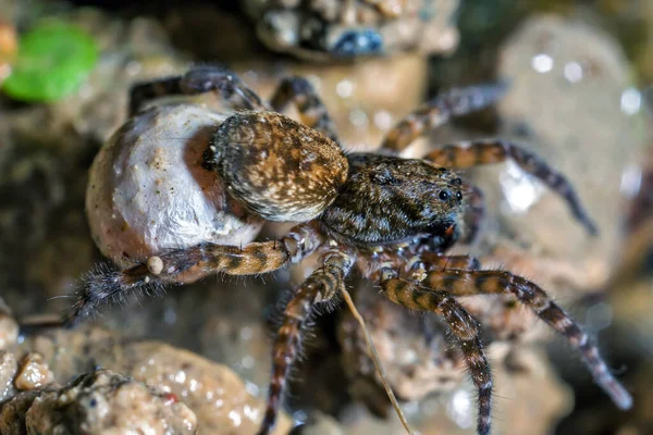 Una Araña Lobo Hembra Lleva Saco Huevo Través Maleza —  Fotos de Stock