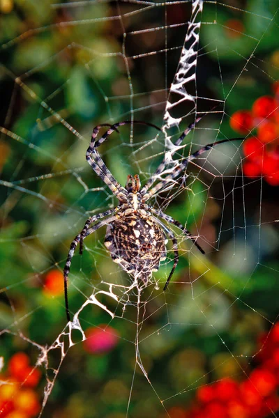 Femme Lobed Agiope Araignée Attente Sur Toile Avec Stabilum Clairement — Photo