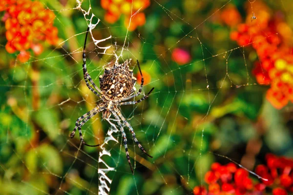 Γυναίκα Αράχνη Λοβωτά Agiope Αναμονή Για Web Stabilimentum Σαφώς Ορατή — Φωτογραφία Αρχείου