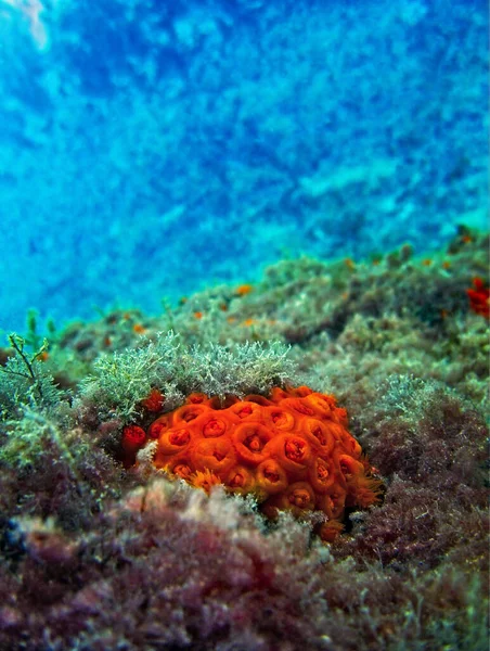 Orange Sun Coral Tubastrea Faulkneri Nelle Calde Acque Maltesi — Foto Stock
