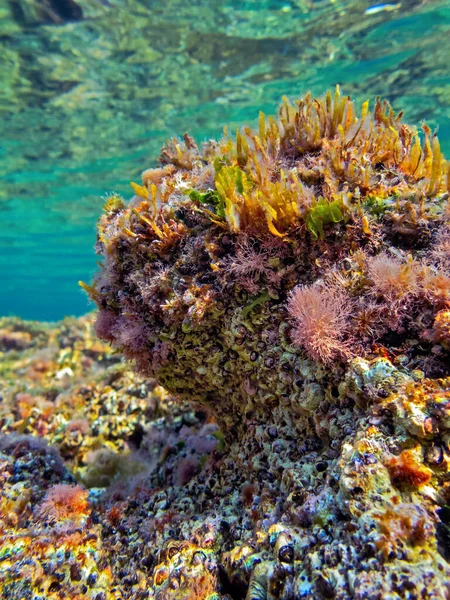 Риф Покритий Мертвим Коралом Макро Подробиці — стокове фото