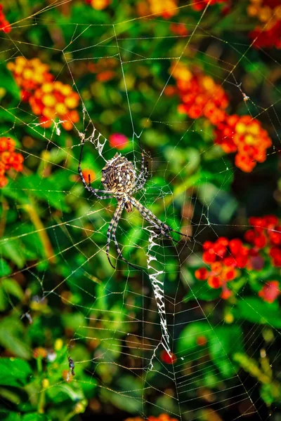 Femme Lobed Agiope Araignée Attente Sur Toile Avec Stabilum Clairement — Photo