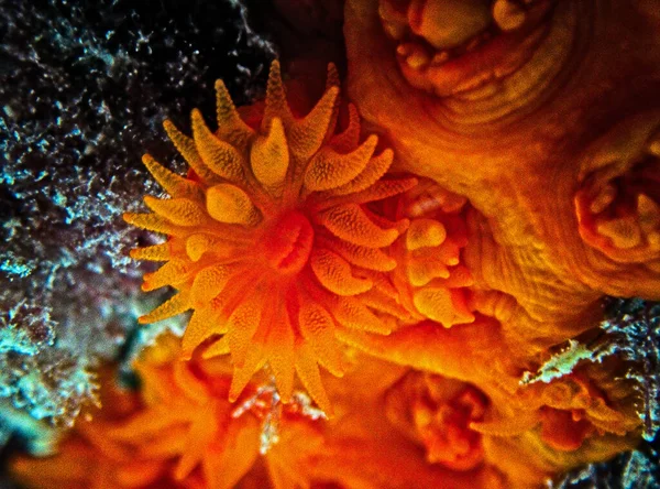 橙色太阳珊瑚宏观细节 — 图库照片
