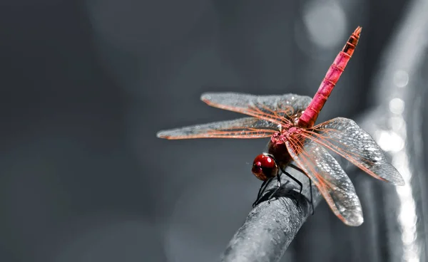 这一物种的蜻蜓发现在马耳他和欧洲南部称为男性的红色飞鱼 — 图库照片