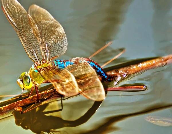 通常在北美地区发现了这一物种的蜻蜓但这一个产卵在池塘里在马耳他地中海 — 图库照片