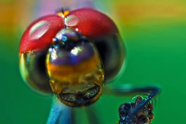 Trithemis Annulata Violet Dropwing Libélula Tiro Macro — Fotografia de Stock